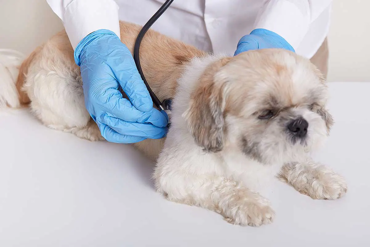consulta-veterinaria