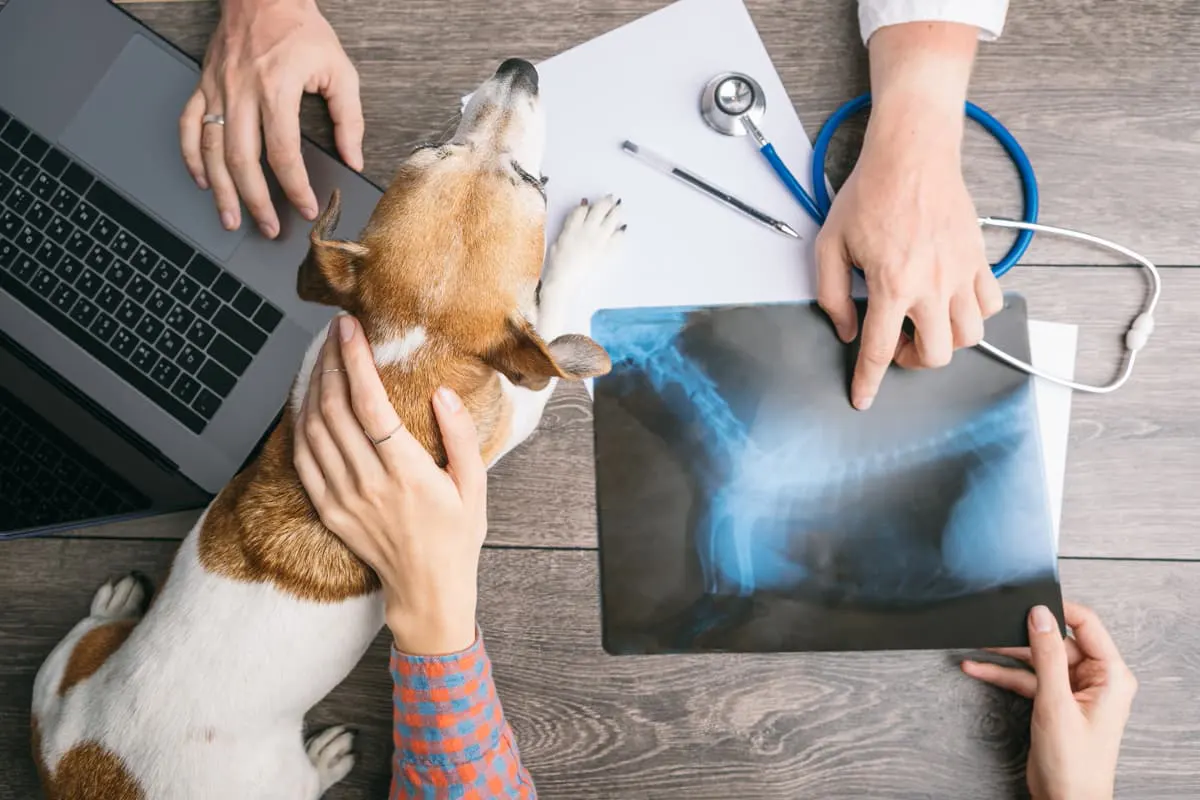 radiografia-veterinaria