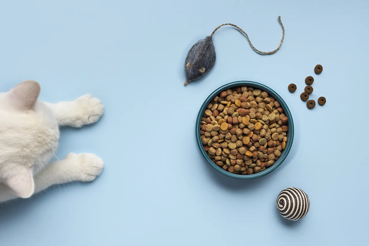 surtido-de-alimentos-para-mascotas-de-naturaleza-muerta