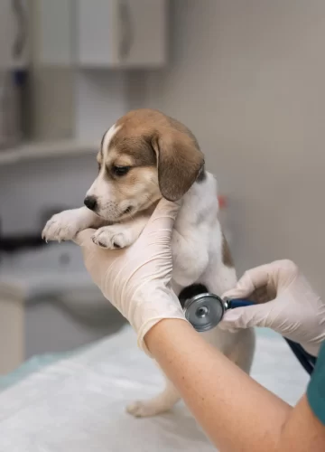 cerca-de-veterinario-cuidando-perro2