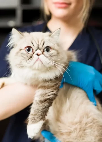 lindo-gato-persa-blanco2